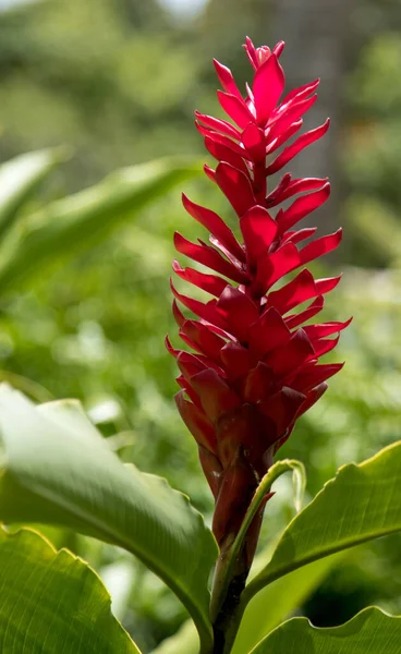 Rote Blume Garten Auf Naturhintergrund — Stockfoto