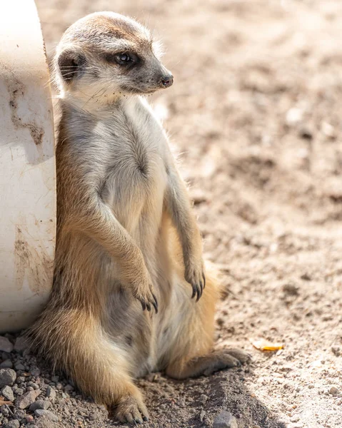 Meerkat Dans Zoo Sur Fond Nature — Photo
