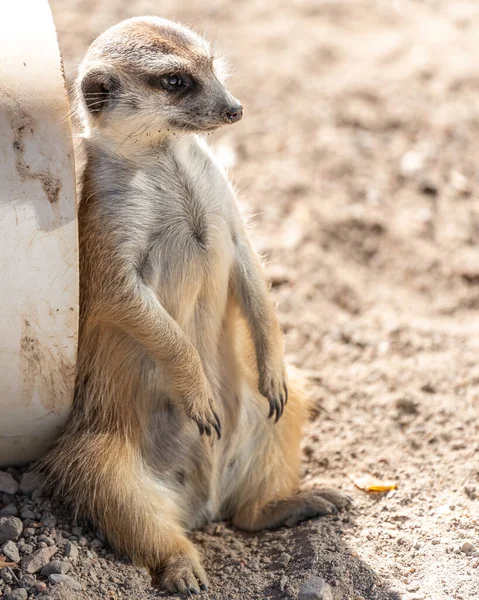 Meerkat Allo Zoo Sullo Sfondo Della Natura — Foto Stock