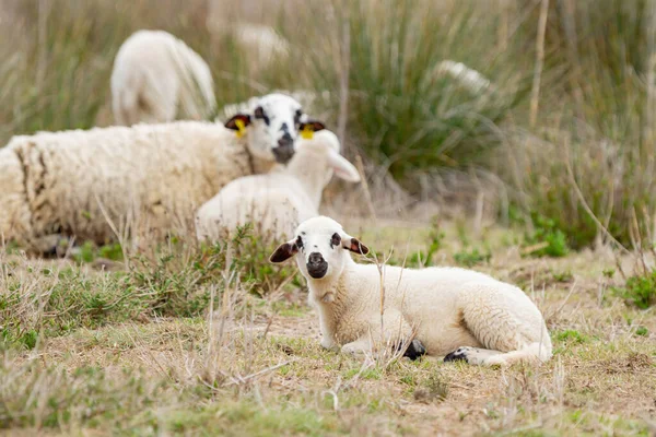 自然の背景にある牧草地で羊を飼い — ストック写真