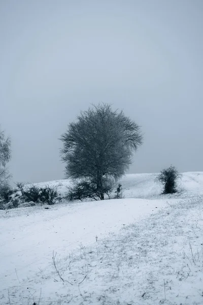 Hermoso Paisaje Invierno Con Nieve Fondo Naturaleza — Foto de Stock