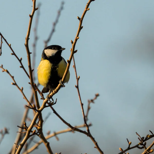 在自然背景下的树枝上的鸟 — 图库照片