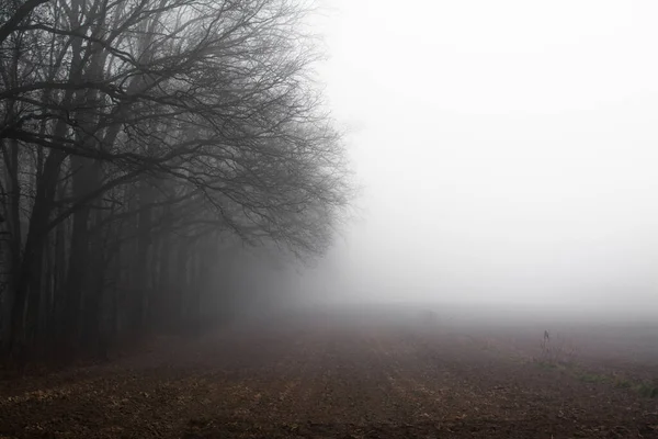 Nebbia Nebbia Mattina Nella Foresta Sullo Sfondo Della Natura — Foto Stock