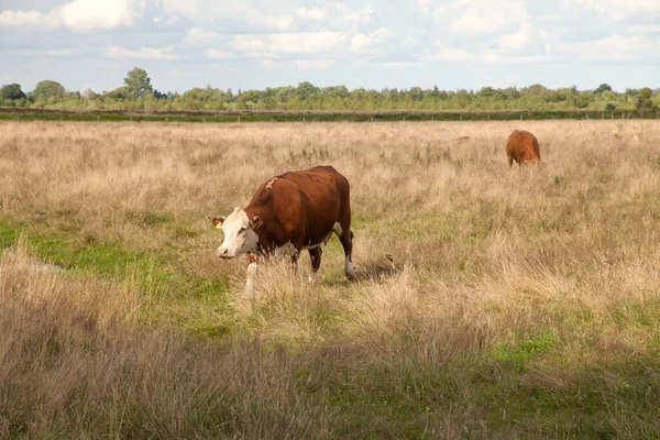 以大自然为背景在草地上吃草的奶牛 — 图库照片