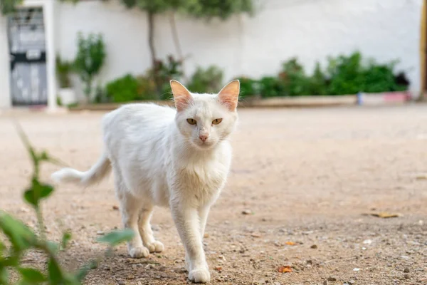 Gato Calle — Foto de Stock