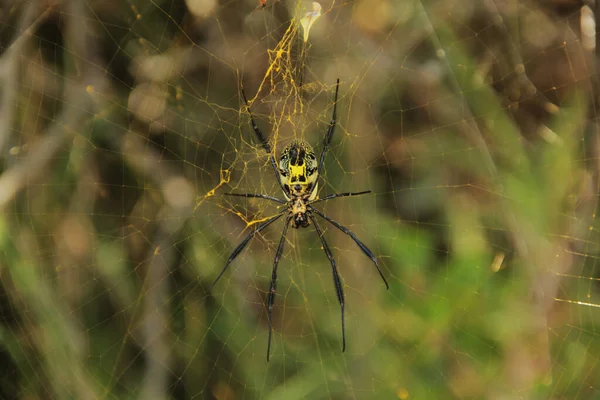 Toile Araignée Beau Fond — Photo