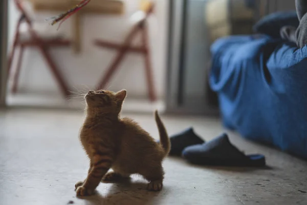 Süße Katze Mit Einem Kätzchen — Stockfoto