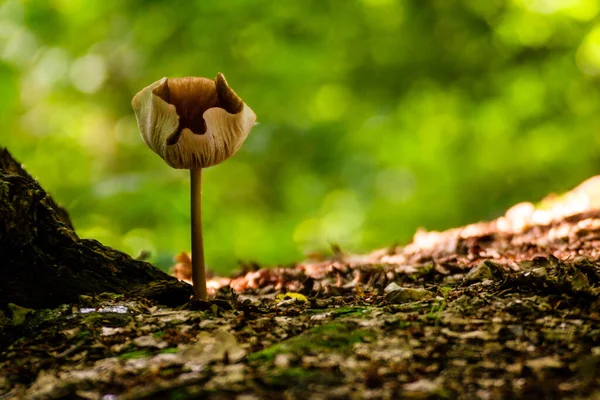 Champignon Dans Forêt — Photo