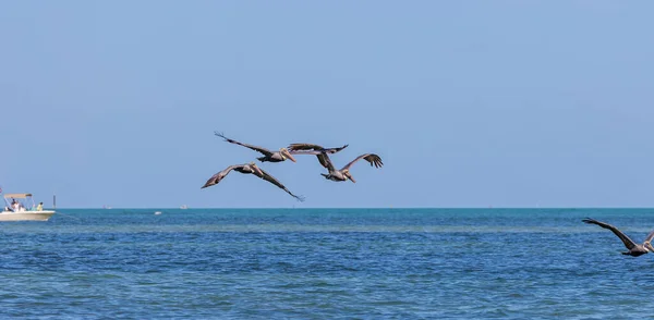 空を飛ぶカモメ — ストック写真