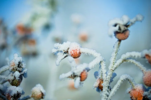 Κατεψυγμένα Κλαδιά Φυτού Στο Χιόνι — Φωτογραφία Αρχείου