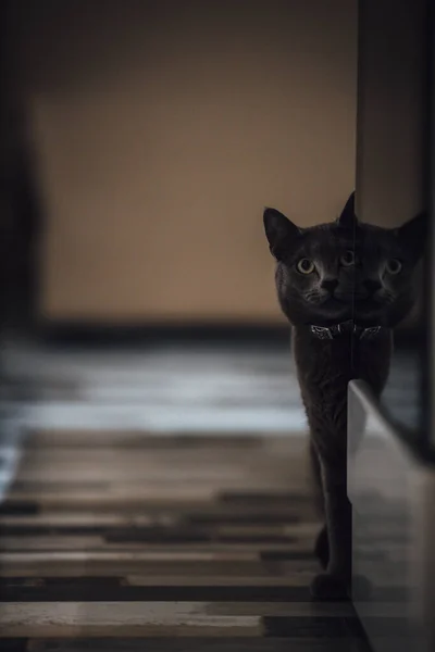 Gatto Bianco Nero Seduto Tavolo Legno Nella Stanza — Foto Stock