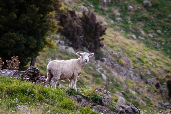 Schafe Auf Der Grünen Wiese — Stockfoto