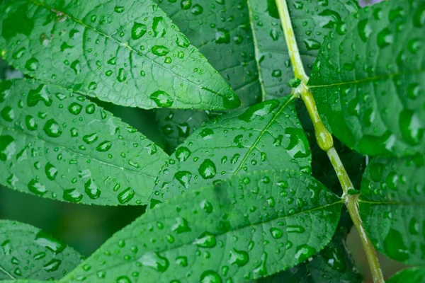 Green Leaf Water Droplets Beautiful Plant Rain Drops Dew — стоковое фото