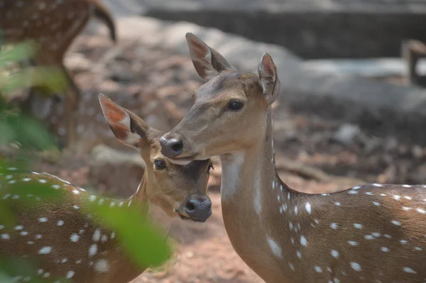 Petit Bébé Dans Zoo — Photo