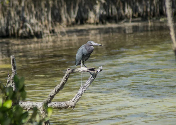 Belo Pássaro Água Lago — Fotografia de Stock