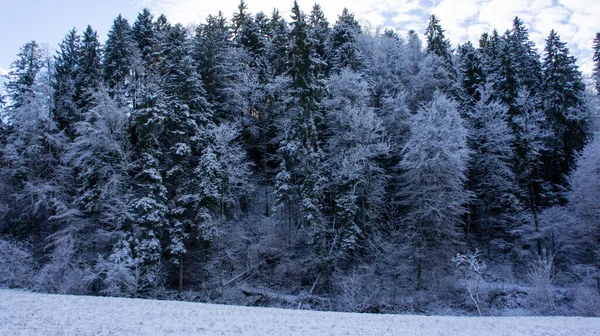 雪に覆われた木々の冬の風景 — ストック写真