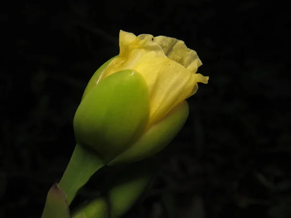 Όμορφη Κίτρινη Τουλίπα Στον Κήπο — Φωτογραφία Αρχείου