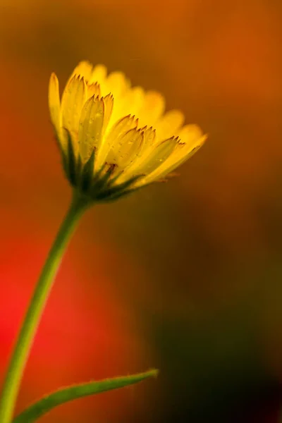 Hermosa Flor Amarilla Jardín —  Fotos de Stock