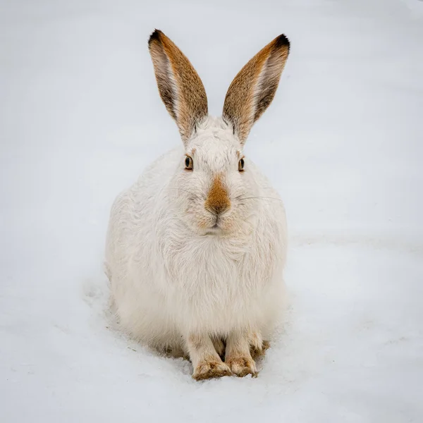 雪の中の白いウサギ — ストック写真