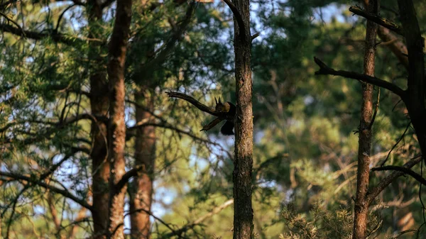 Una Splendida Vista Una Foresta Nel Parco — Foto Stock