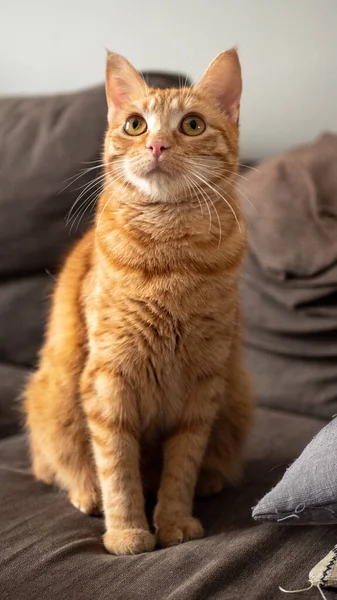 Gato Bonito Sofá — Fotografia de Stock