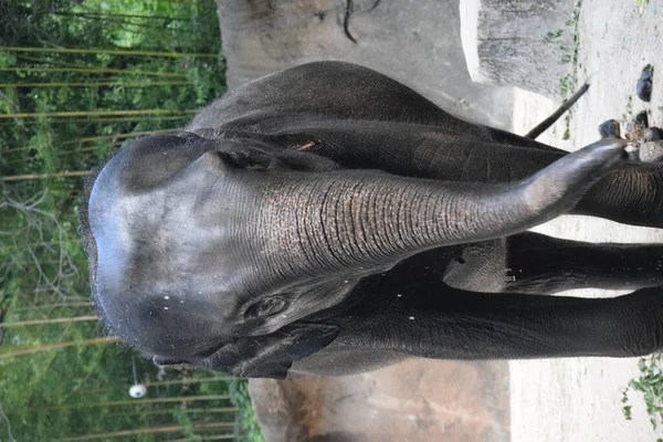 Close Tiro Jovem Asiático Bebê Elefante — Fotografia de Stock