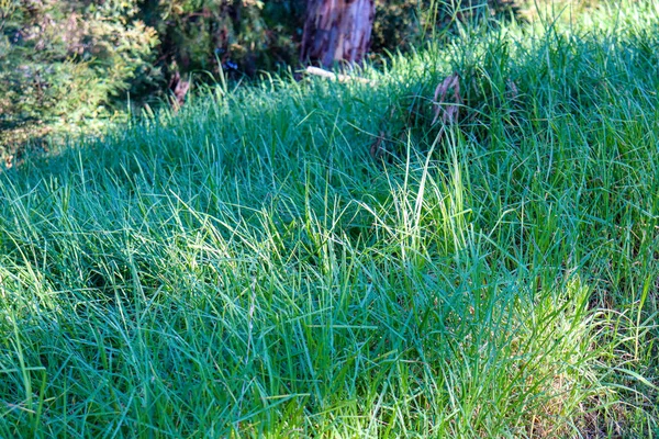 Grünes Gras Garten — Stockfoto