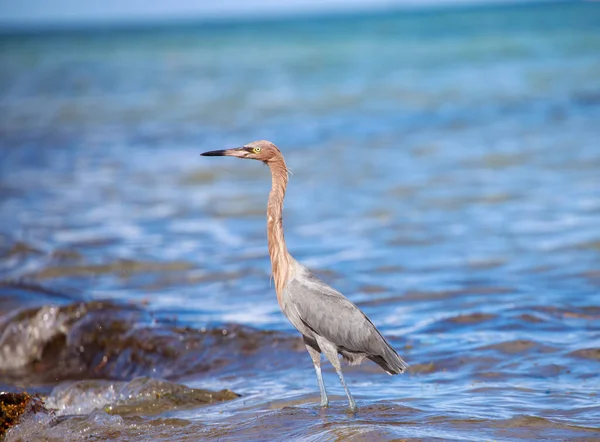 Great Egret Standing Shore Water — Stock Photo, Image