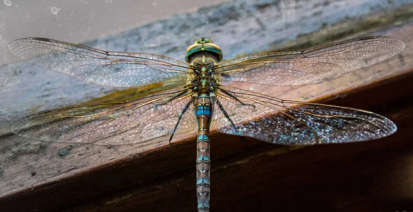 Libelle Auf Einem Ast — Stockfoto