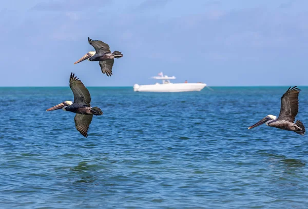 Gaivotas Voando Céu — Fotografia de Stock