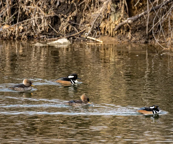 在水里的一群鸭子 — 图库照片