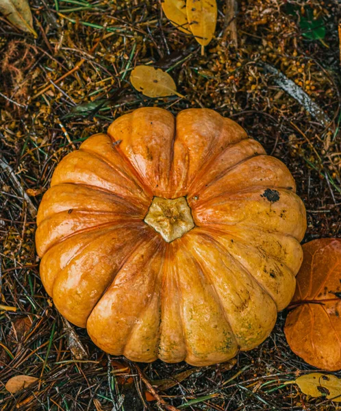 Calabaza Sobre Fondo Madera — Foto de Stock