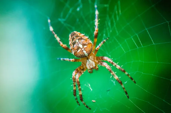 Örümcek Ağı Kapat — Stok fotoğraf