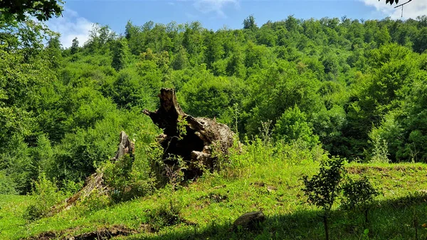 Hermoso Paisaje Con Árbol Bosque — Foto de Stock