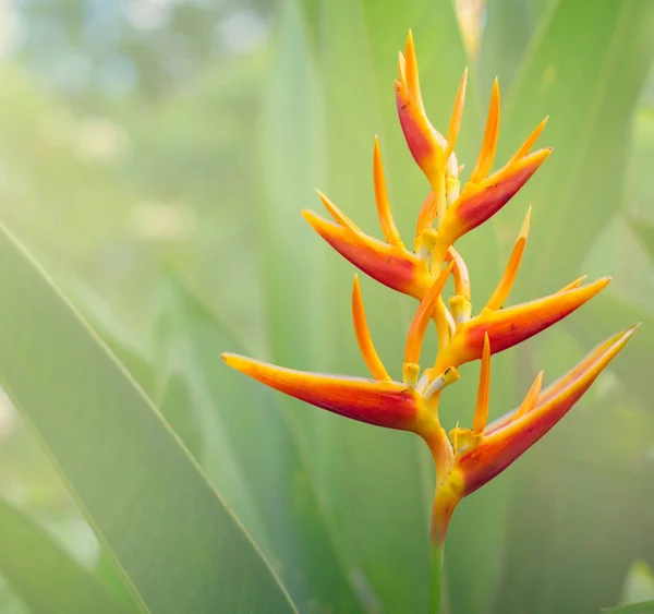 Piękny Tropikalny Kwiat Ogrodzie — Zdjęcie stockowe