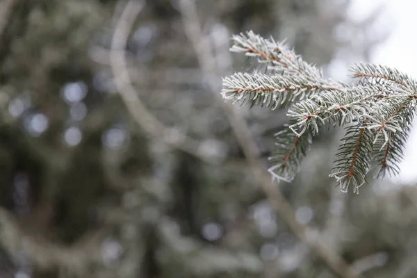 Grön Gran Gren Med Snö Bakgrunden Skogen — Stockfoto