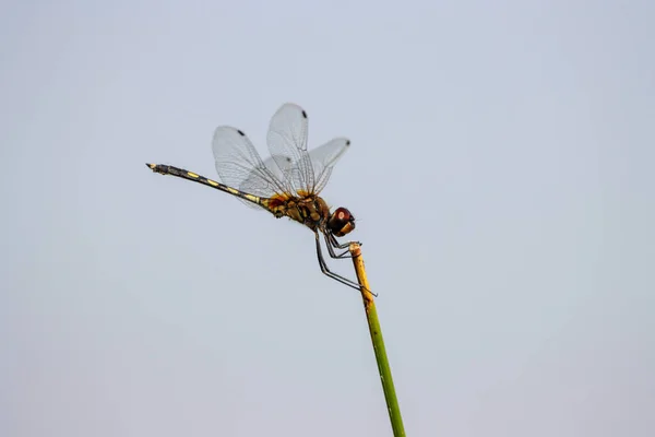 蜻蜓在花朵上飞 — 图库照片