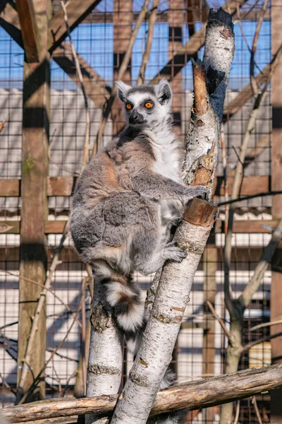 Ringsvansad Lemur Djurparken — Stockfoto