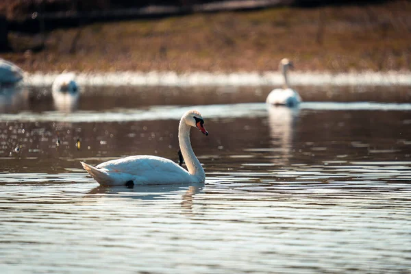 Beau Cygne Blanc Sur Lac — Photo