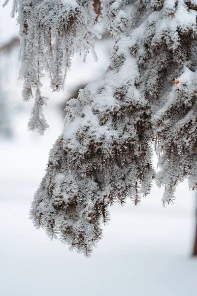 Прекрасний Зимовий Ліс Сніговими Деревами — стокове фото