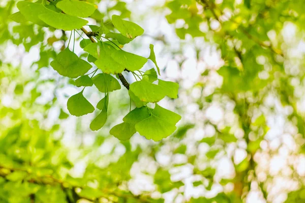 Folhas Verdes Uma Árvore Floresta — Fotografia de Stock