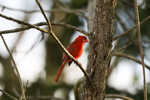 Papagal Coadă Roșie Cocoțat Ramură — Fotografie, imagine de stoc