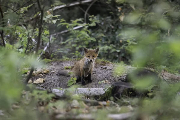 Крупним Планом Знімок Червоної Лисиці Лісі — стокове фото