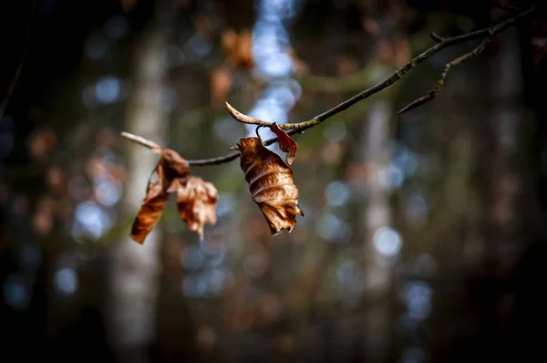 Herbstblätter Flora Und Laub — Stockfoto