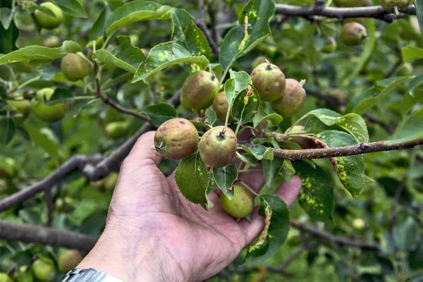Pommes Mûres Sur Arbre — Photo