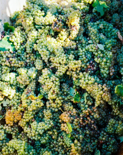 Close Van Een Groene Witte Druiven — Stockfoto