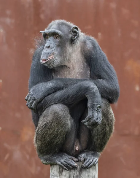 Nahaufnahme Eines Männlichen Orang Utans — Stockfoto