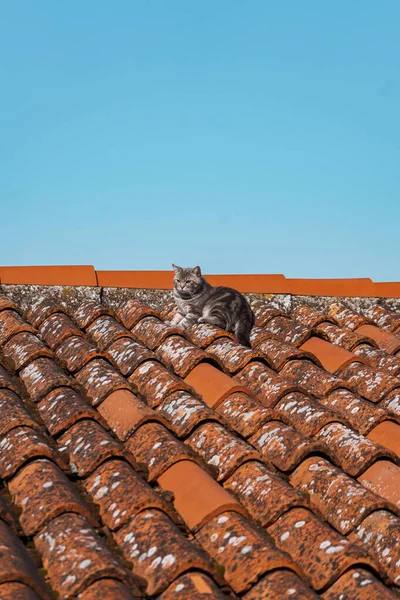 Γάτα Στην Οροφή Του Σπιτιού — Φωτογραφία Αρχείου