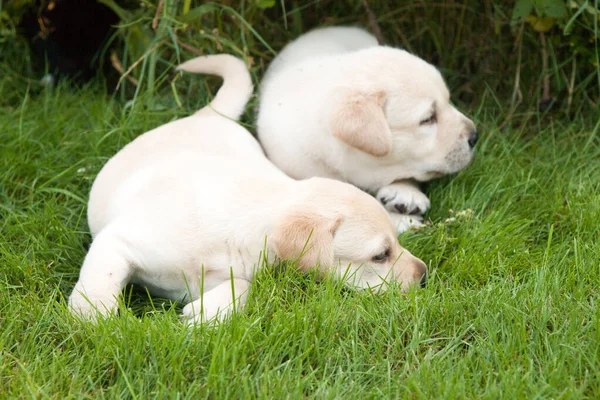 Weißer Hund Liegt Auf Grünem Gras — Stockfoto