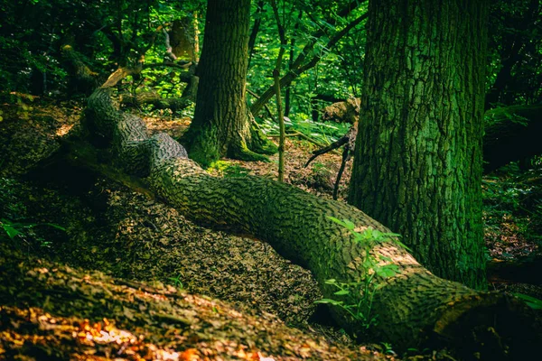 公園内の緑の森 — ストック写真